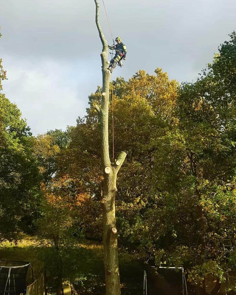 This is a photo of an operative from LM Tree Surgery B Eastleigh felling a tree. He is at the top of the tree with climbing gear attached about to remove the top section of the tree.