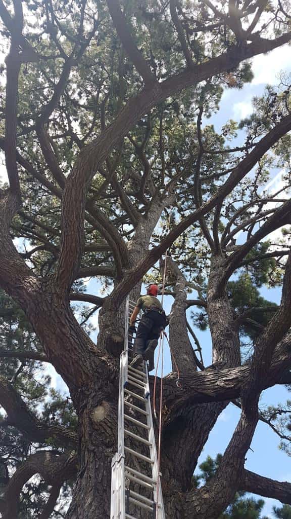 This is a photo of a very large tree with a ladder resting on it and an operative from LM Tree Surgery Eastleigh climbing up it to carry out tree surgery