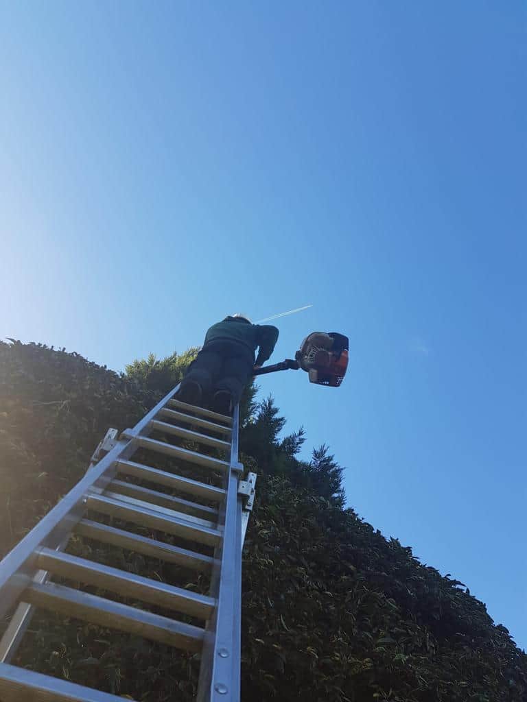 This is a photo of an operative from LM Tree Surgery Eastleigh up a ladder rested on a hedge with a petrol strimmer.