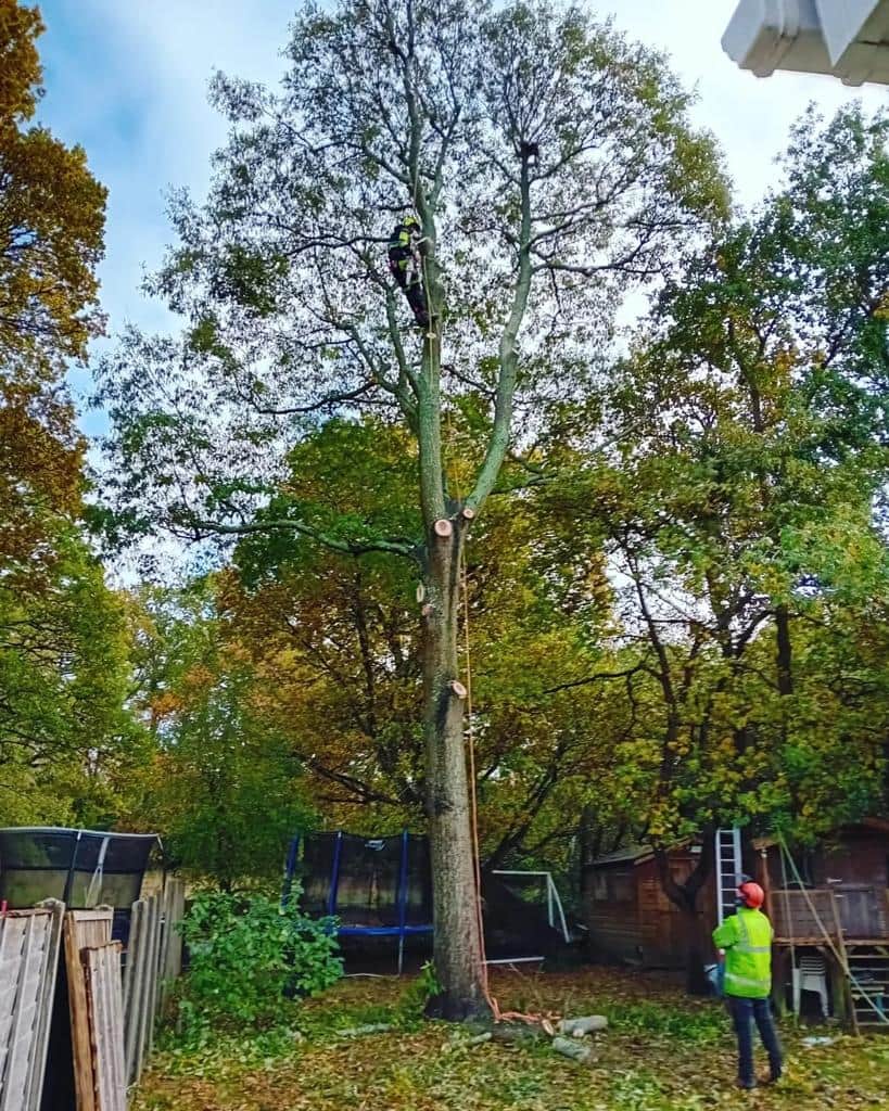 This is a photo of a tree being pruned, there is a man up the tree cutting a section of it down while another man is standing in the garden of the property where the tree is located overseeing the work. Works carried out by LM Tree Surgery Eastleigh