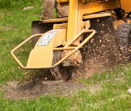 This is a photo of a stump grinder, grinding a tree stump