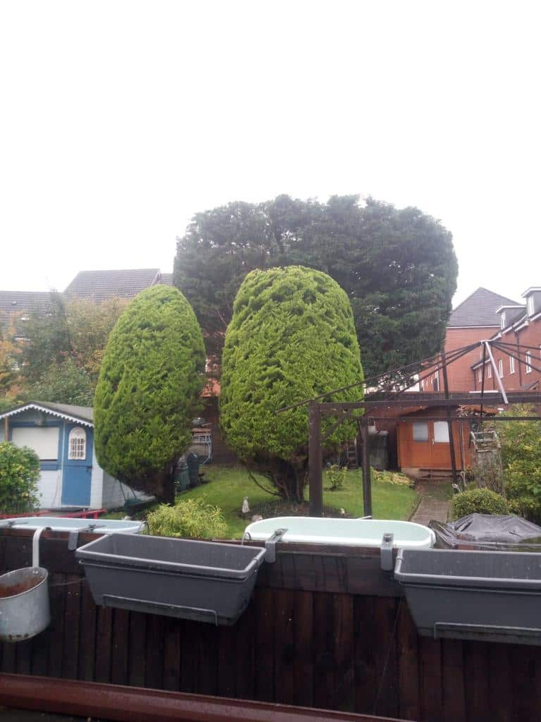 This is a photo of two tree in a garden that have just been trimmed. They have been sculpted by the operatives of LM Tree Surgery Eastleigh