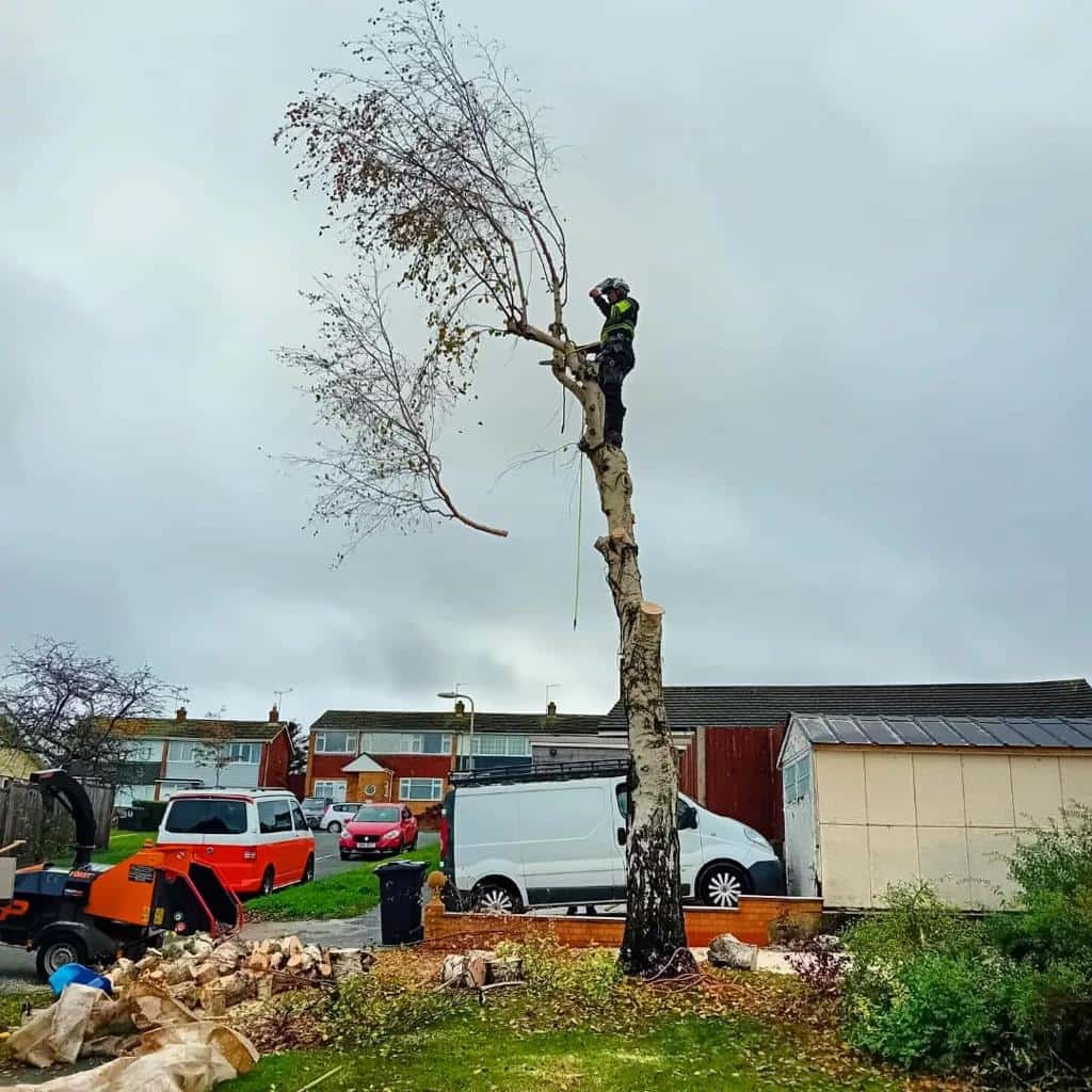 LM Tree Surgery Eastleigh carrying out sectional dismantling