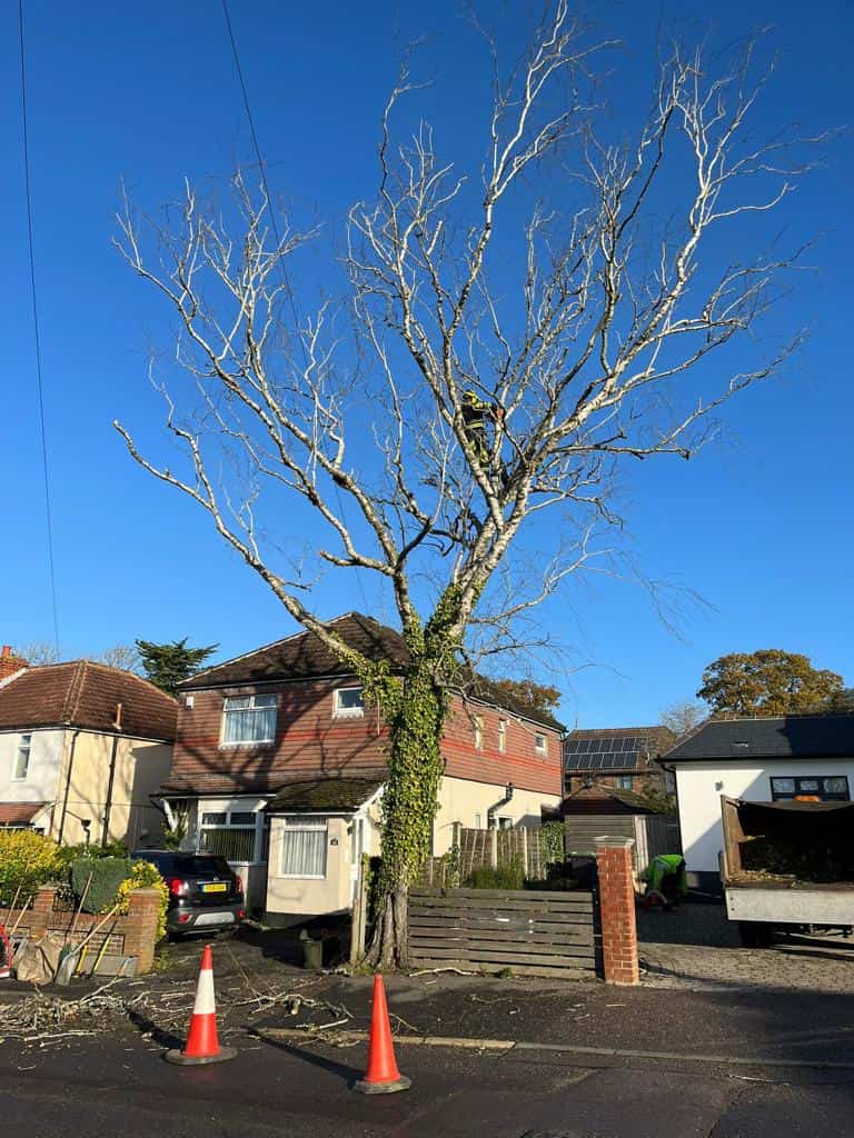 This is a photo of a tree on the pavement that is having limbs removed which are near to power lines. Works undertaken by LM Tree Surgery Eastleigh